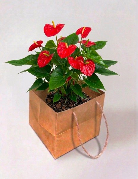 Pianta di anthurium