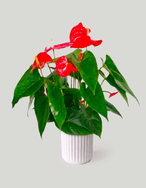 Anthurium medio rosso con vaso in ceramica