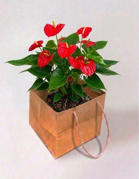 Anthurium medio rosso  - confezione classica
