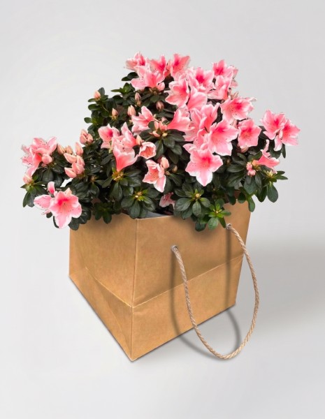 Azalea in vaso