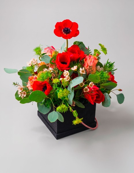 Box Anemoni