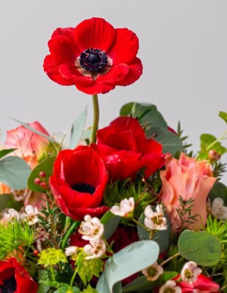 GIADA FLOWER BOX M - Anemoni rossi, bupleurum, wax flower ed eucalipt