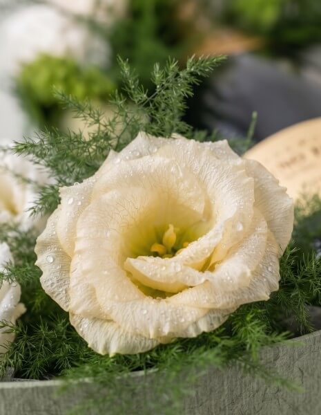 RISERVA FLOWER BOX L - CHAMPAGNE Lisianthus e verdi di stagione