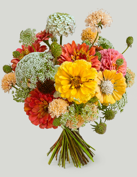 BOUQUET CATERINA Zinnie dai colori rosa, arancio e giallo con fiori di carota e scabiosa