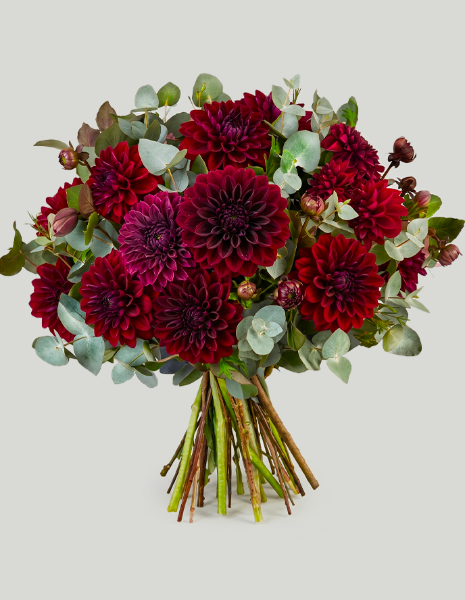 BOUQUET DALIA Bouquet monofiore di dalie bordeaux con eucalipto e verde stagionale