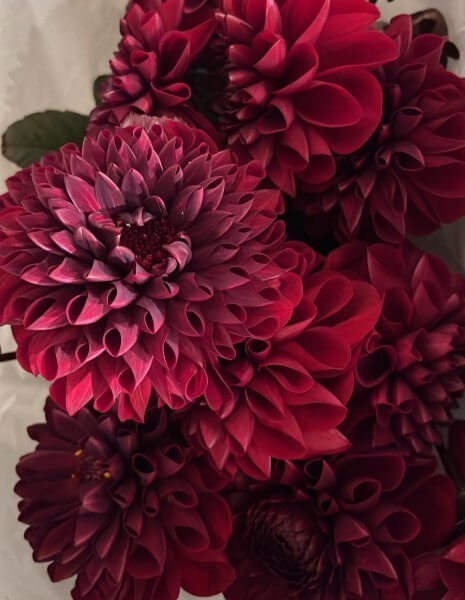 BOUQUET DALIA Bouquet monofiore di dalie bordeaux con eucalipto e verde stagionale