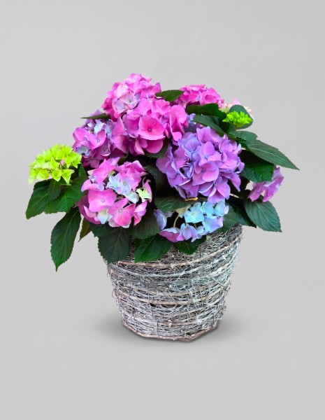 ORTENSIA viola con vaso contenitore intrecciato