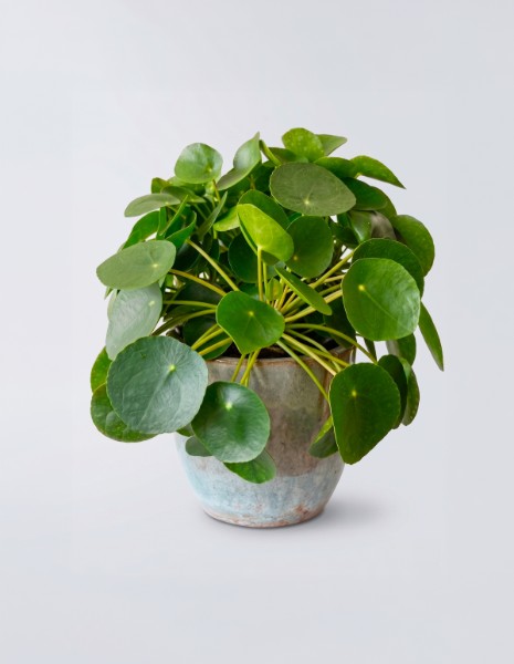 PILEA in vaso materico lucido