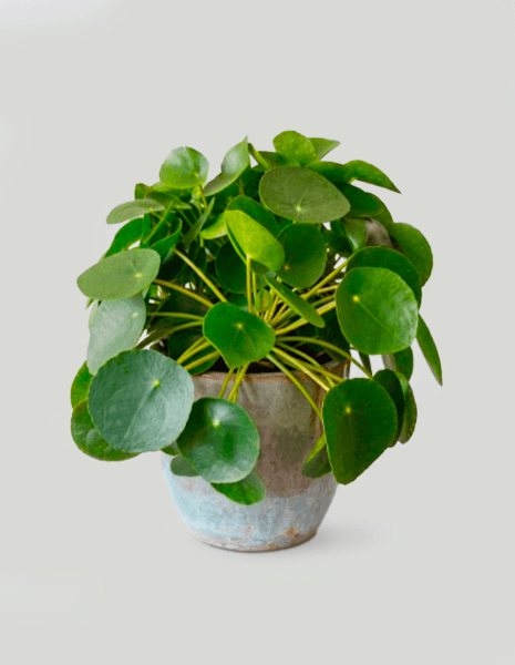 Pilea  pianta in vaso con vaso in ceramica