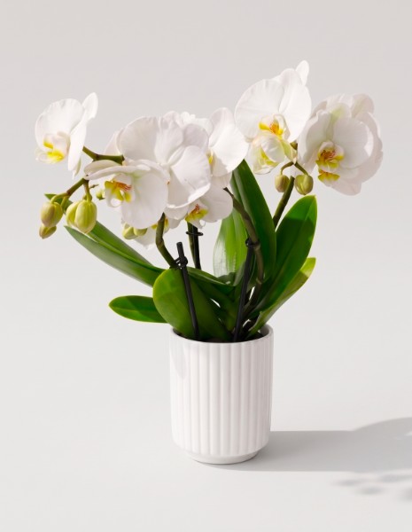 ORCHIDEA bianca tablo con vaso in ceramica
