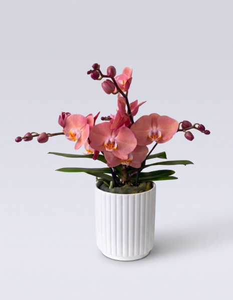 ORCHIDEA rosa antico tablo con vaso in ceramica