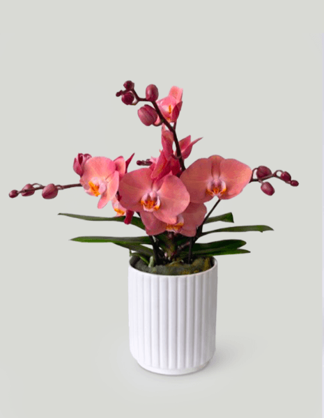 Orchidea rosa antico tablo con vaso in ceramica