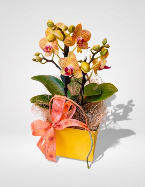 ORCHIDEA piccola pesca/arancio