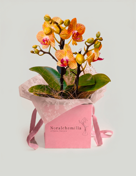 Orchidea piccola pesca/arancio