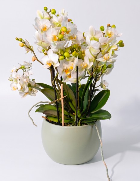 ORCHIDEA bianca maxi con vaso in ceramica