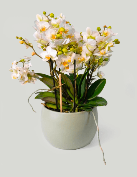 Orchidea - Bellissimo - bianca con vaso in ceramica