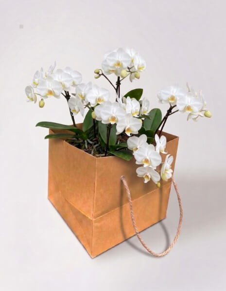 Orchidea - Bellissimo - bianca con vaso in ceramica