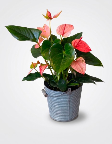 ANTHURIUM rosa medio in secchiello di latta