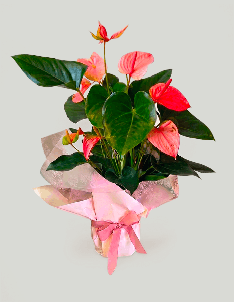 Anthurium rosa medio