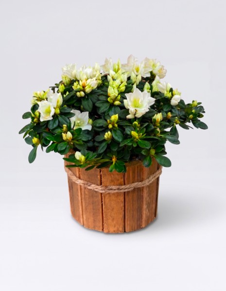 AZALEA bianca con vaso/contenitore e corda in legno