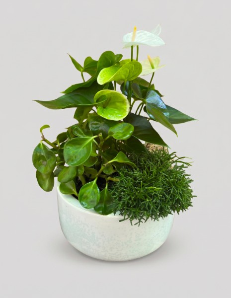 MIX Composizione piante botanical style white con ciotola in ceramica