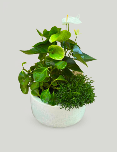 Composizione piante botanical style white con ciotola in ceramica