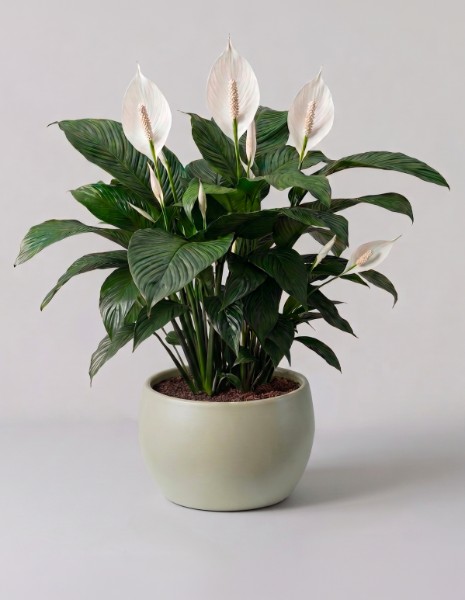 SPATHIPHYLLUM bianco medio
