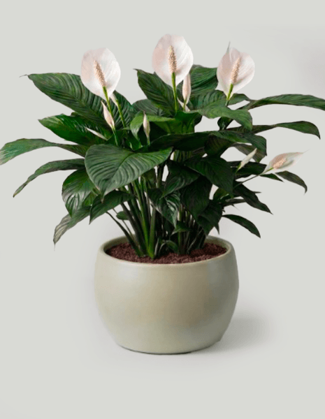 Spathiphyllum bianco grande con/senza vaso in ceramica