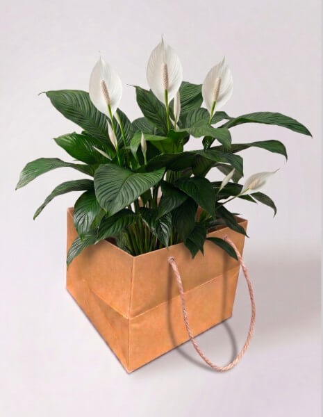 Spathiphyllum bianco grande - confezione classica