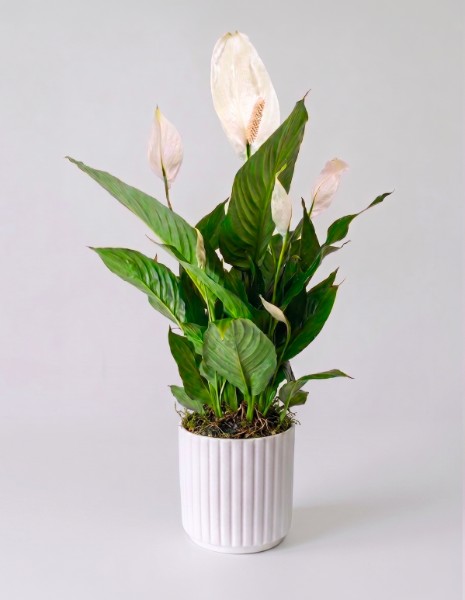SPATHIPHYLLUM bianco con vaso in ceramica