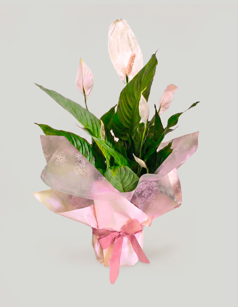 Spathiphyllum bianco medio