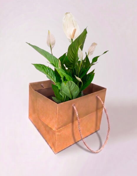 Spathiphyllum bianco medio  - confezione classica 