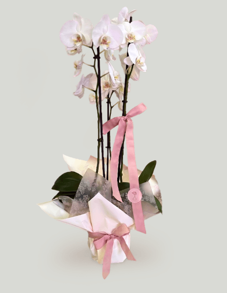 Orchidea bianca classica – 3 steli 