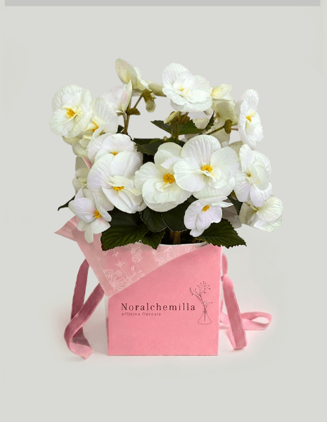 Begonia bianca 