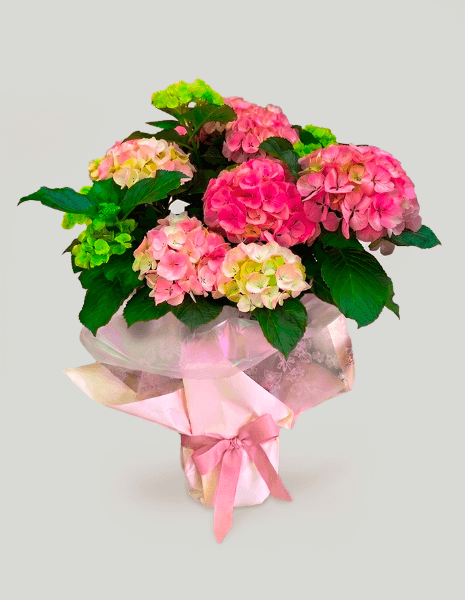 Ortensia rosa grande